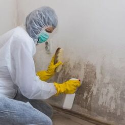 Mold Inspector finds mold