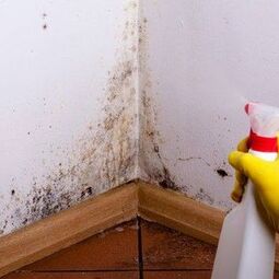 Mold removal Agent